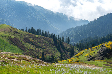 Green mountains with trees, flowers and fresh grass under cloudy sky. Natural landscape concept, summer day