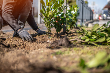 Close up view of man's hands plants new bushes. A man plants laurel hedge. Gardening work in spring. Laurel tree close up. 