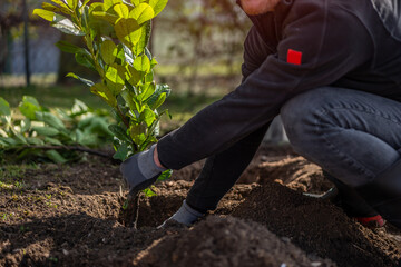 Close up view of man's hands plants new bushes. A man plants laurel hedge. Gardening work in...