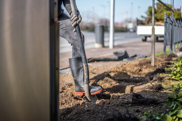 Close up view of man's foot digging soil with shovel. A man plants laurel hedge. Gardening work in spring. Laurel tree close up. 

