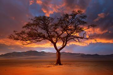 Fototapeta premium Typical african lone acacia tree with Namib desert