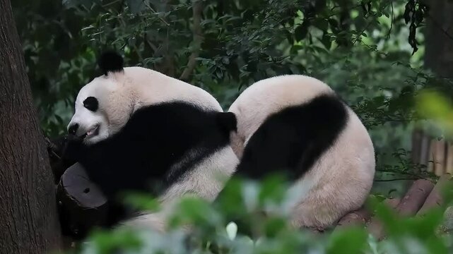 He Hua aka Hua Hua is Sleeping on her Sister's Back , He Ye. Chengdu Panda Base, China