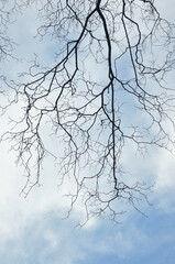 Black tree branch without leaves silhouettes against blue sky with light white clouds background. Free copy space.