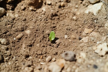 A small green sprout emerges from dry, cracked soil, signifying life and resilience amidst adversity.