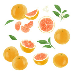 手描きのイラスト/ピンクグレープフルーツ