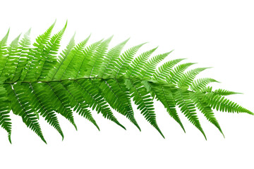 Close-up of fresh green fern leaves with delicate veins and vibrant green color isolated on white background