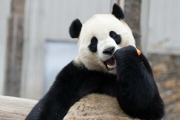 Panda Returned from USA, Xiao Qi Ji, Wolong Panda Base, China