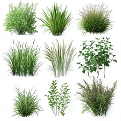A collection of diverse green herbs and grasses arranged in a grid layout, showcasing different textures and forms.