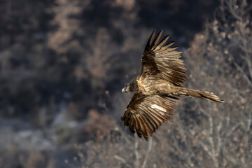 Obraz premium gypaete juvenile en vol