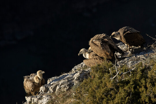 accouplement de vautours fauves
