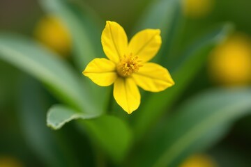 Closer Look at Bold Celestine Blossom Under Microscope