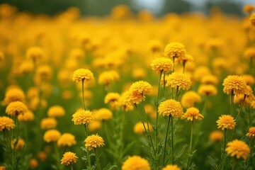Obraz premium Exuberant Coreopsis Blossom Meadow at Peak Bloom