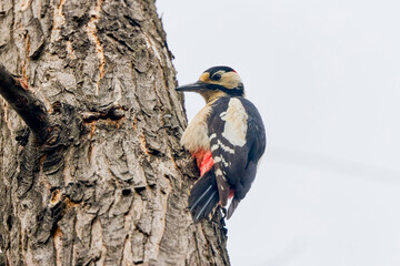 a woodpecker on a tree trunk looking for food