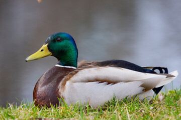 wild duck in natural environment on the shore of a lake