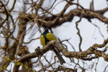 a tit on the branches of a tree on a spring day