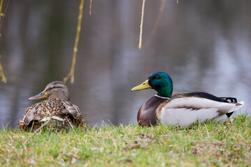 wild duck in natural environment on the shore of a lake