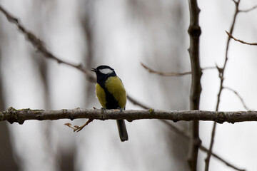 a tit on the branches of a tree on a spring day