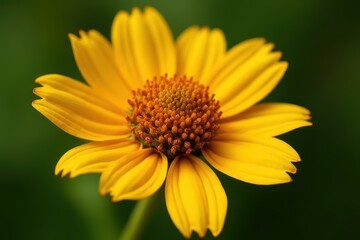 Stunning Abstract of Sneezeweed in Macro Photography