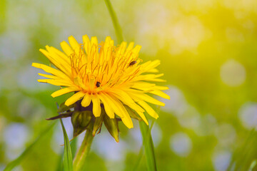 Beautiful flower of yellow dandelion in nature  on meadow in sunlight, macro. Dreamy artistic image of beauty of nature. Soft focus.