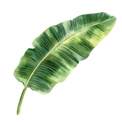 Fototapeta premium A watercolor illustration of a single banana leaf, on a white background