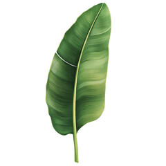 A watercolor illustration of a single banana leaf, on a white background