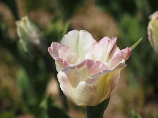 新潟県産チューリップ　恋心