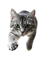 Obraz premium Gray Tabby Cat Reaching Out on White Background Pet Photography
