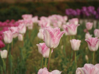 新潟県産チューリップ　恋心
