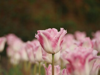 Naklejka premium 新潟県産チューリップ 恋心