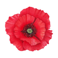 Poppy flower bud. Watercolor, marker illustration. Wild poppy festival. Hand drawn isolated art. Remembrance day. Botanical herbaceous plant. Spring and Labor Day. Traditional medicine cosmetology