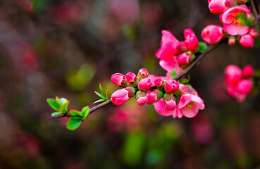 Blooming branch with scarlet flowers of quince. Japanese quince blossom (Chaenomeles) at spring season. Beautiful red flowers with