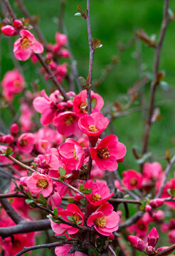 Flowering guince or chaenomeles japonica bush at the spring. red flowers on a branch on a  spring blurry background