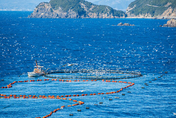 青い海クロマグロのいけすに集まる無数の海鳥