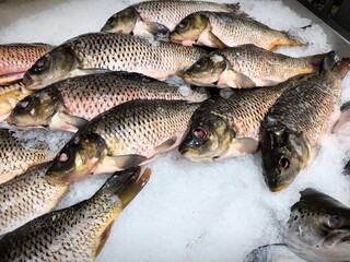 Fresh carp fish in the store. Raw fish on the ice. Fresh chilled carp at the fish market. River fish closeup.