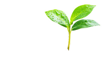 Fresh green sprout with water droplets on leaves