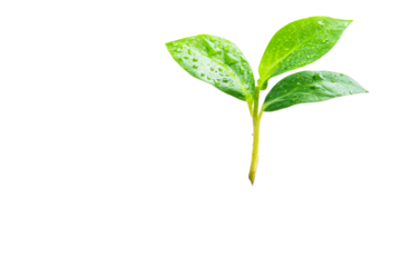 Fresh green sprout with water droplets on leaves