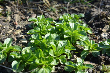 Valerianella locusta in vegetable garden