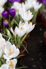 Obraz premium white flowers in the garden