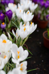 Fototapeta premium white crocus flowers