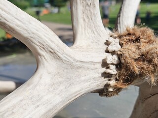 Closeup of bone burs and tufts of hair on a set of horns from an animal that has shed them off.