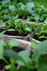 plants for gardening