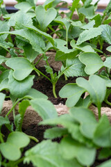 young radish seedling