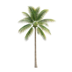 Tall palm tree with lush green fronds, white isolated background