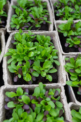 salad seedlings in a pot