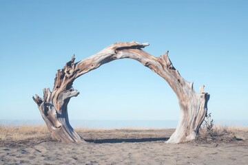Fototapeta premium A weathered tree arch frames a landscape scene beneath bright skies