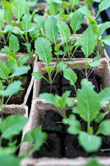 Seedlings in pots