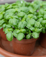 basil in pot