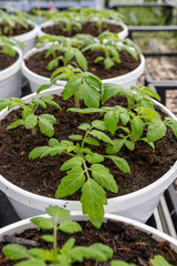 Tomato seedlings in a greenhouse