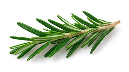 Fototapeta premium Fresh Rosemary Sprig On White Background