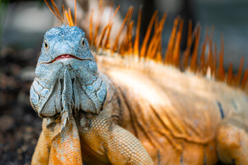beeindruckender karibischer Leguan